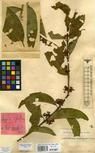 Specimen picture.