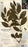 Specimen picture.