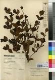 Specimen picture.