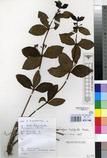 Specimen picture.