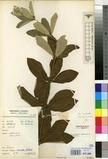 Specimen picture.