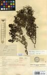 Specimen picture.