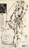 Specimen picture.