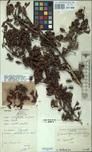 Specimen picture.