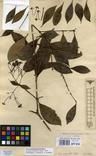 Specimen picture.