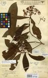 Specimen picture.