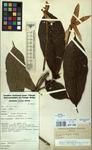 Specimen picture.