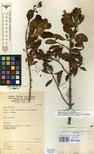 Specimen picture.