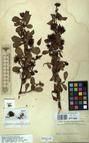 Specimen picture.