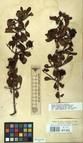 Specimen picture.