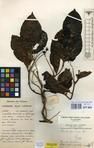 Specimen picture.