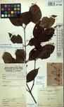 Specimen picture.