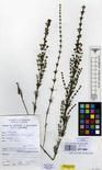 Specimen picture.