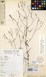 Specimen picture.