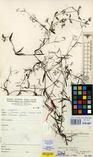 Specimen picture.