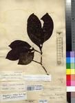 Specimen picture.