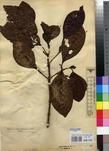Specimen picture.