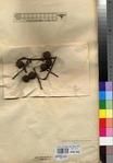 Specimen picture.