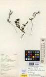 Specimen picture.