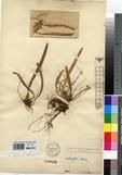 Specimen picture.