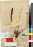 Specimen picture.