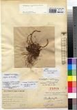 Specimen picture.