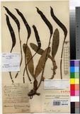 Specimen picture.