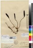 Specimen picture.
