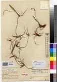 Specimen picture.