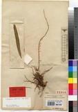 Specimen picture.