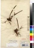 Specimen picture.