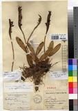 Specimen picture.