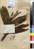 Specimen picture.