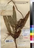 Specimen picture.