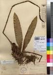 Specimen picture.