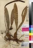 Specimen picture.