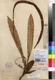 Specimen picture.