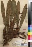 Specimen picture.