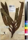 Specimen picture.