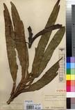 Specimen picture.