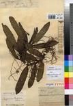 Specimen picture.