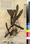 Specimen picture.