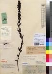 Specimen picture.