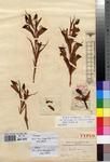 Specimen picture.
