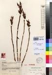 Specimen picture.