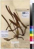 Specimen picture.