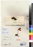 Specimen picture.