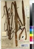 Specimen picture.