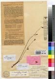 Specimen picture.