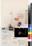 Specimen picture.